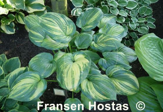 Hosta Looking Good